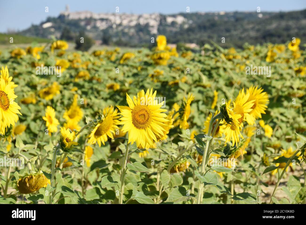Sunflowers, La Garde Adhémar, Drôme Provençale, France Stock Photo