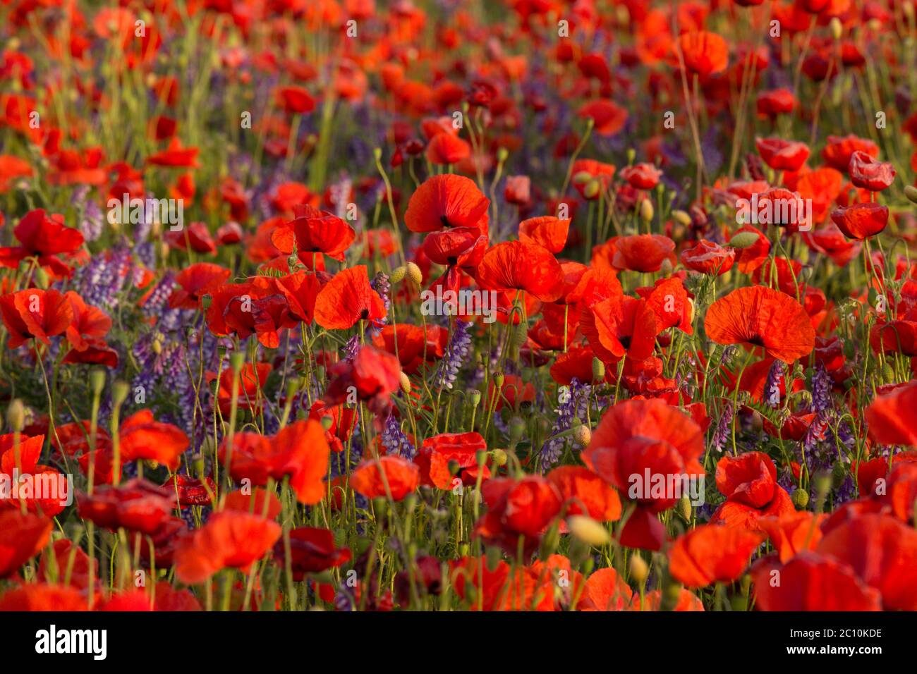 poppy field on a summer evening Stock Photo