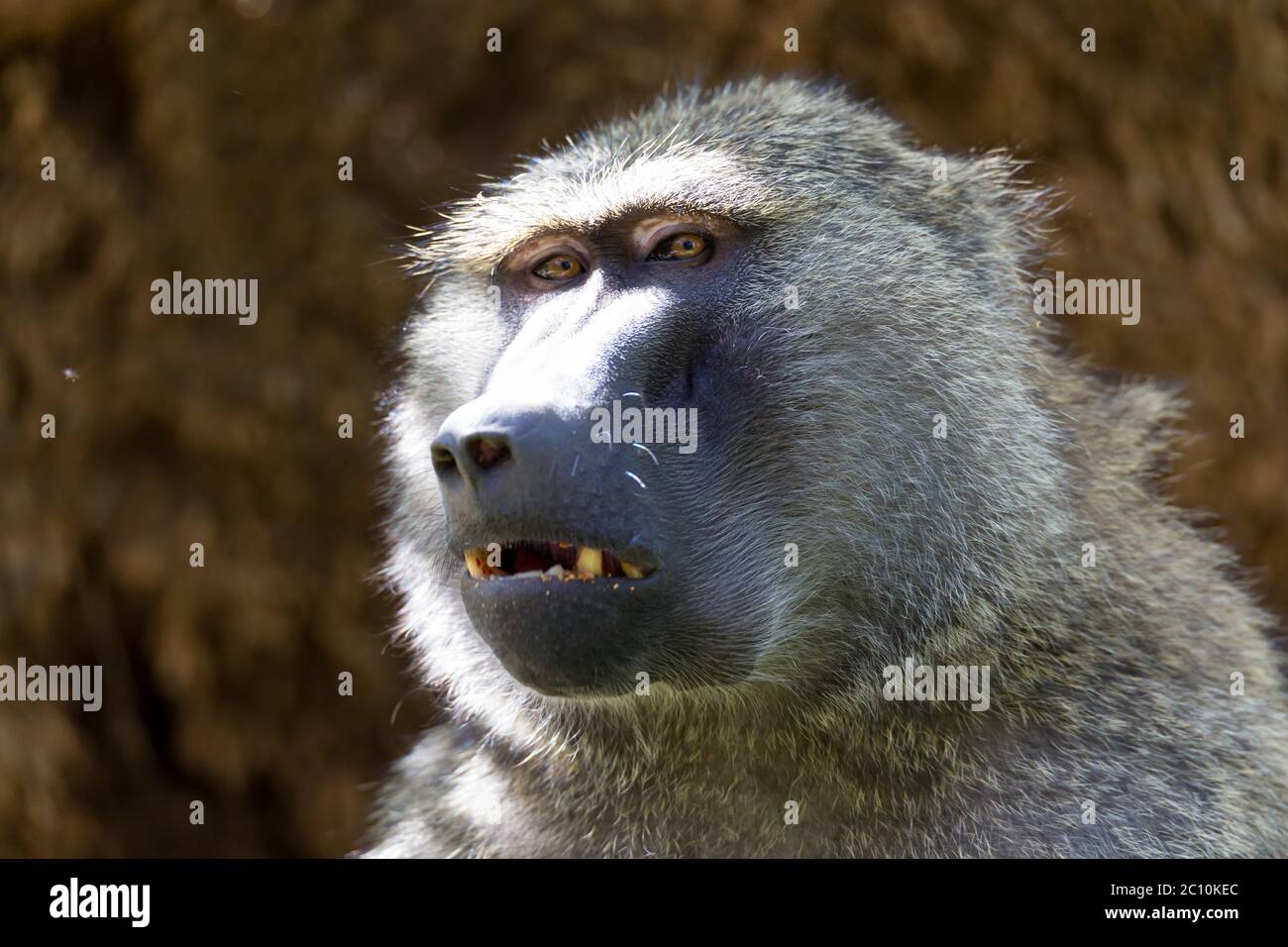 One baboon has found a fruit and eats it Stock Photo