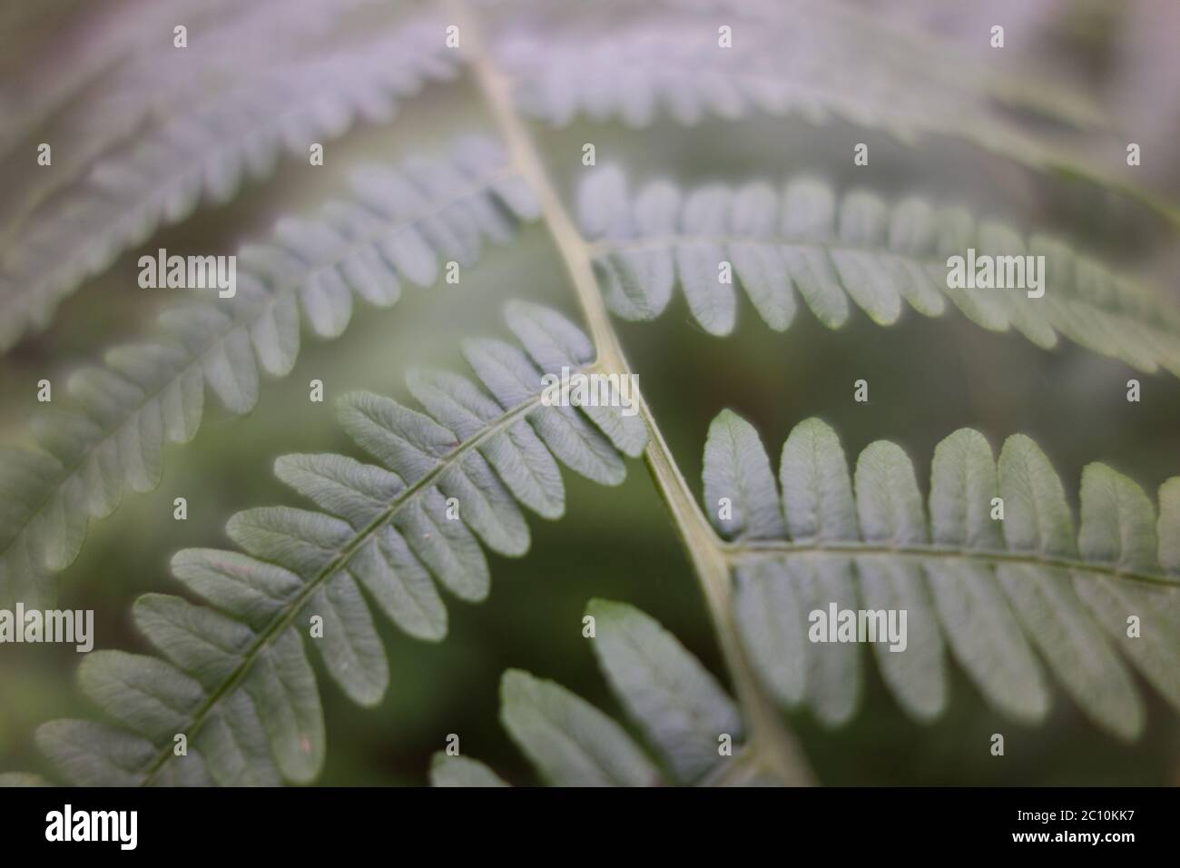 A rounded leaf fern in diffuse lighting Stock Photo