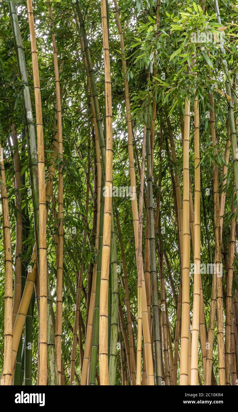 Multiplexing bambusa, Hedge bamboo. Alphonse Karr Yellow Clumping Hedge Bamboo -  Bambusa Multiplex Stock Photo