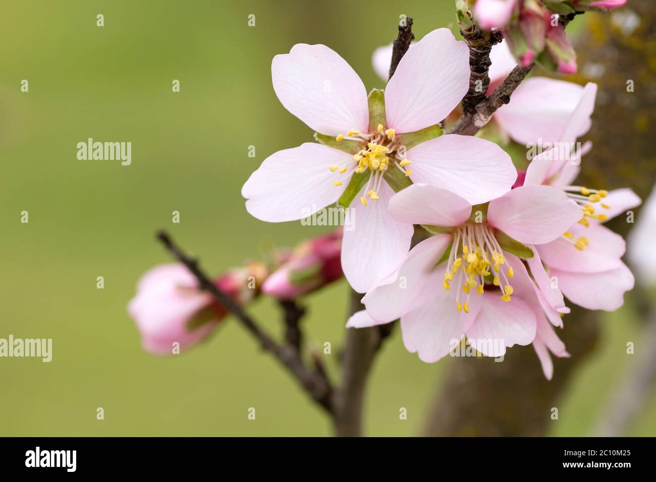 Detail of prunus dulcis pink flowers blooming Stock Photo - Alamy