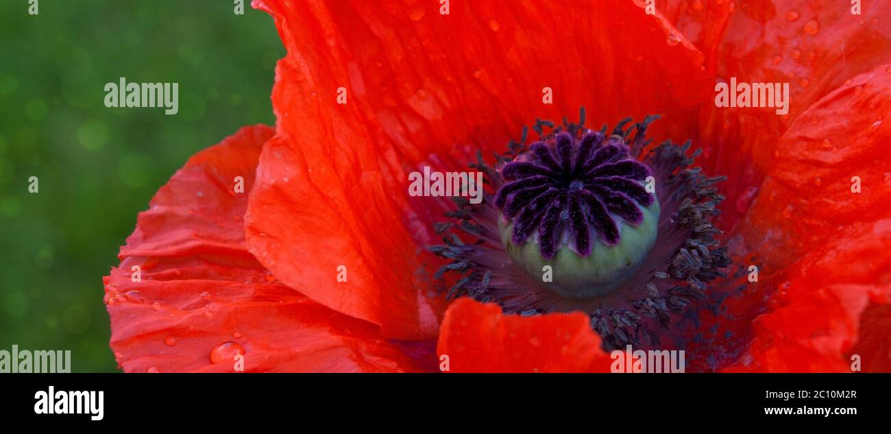Red poppy close up . Stock Photo