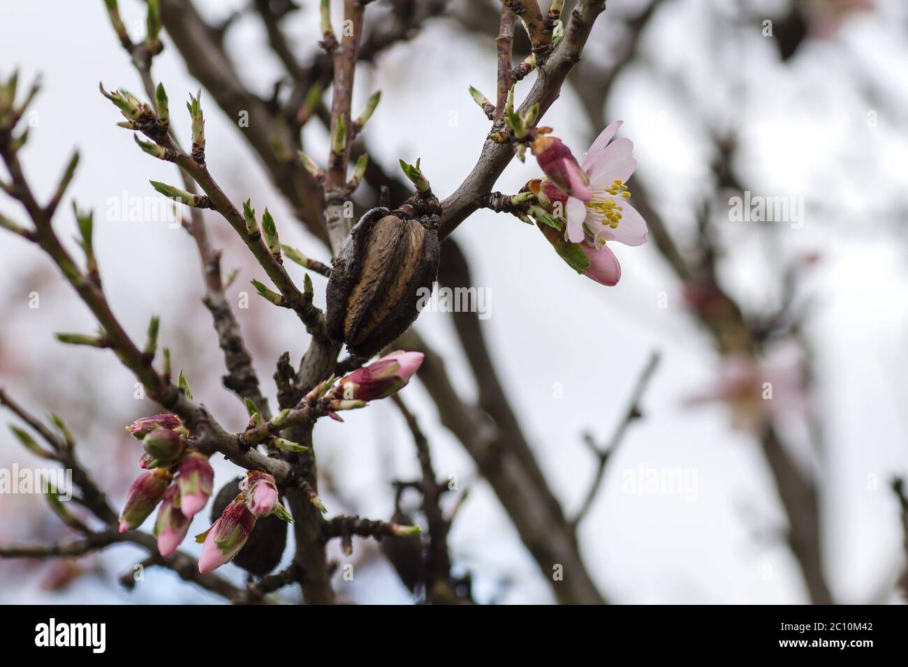 Detail of blossoming prunus dulcis tree with pink flowers and nuts Stock Photo