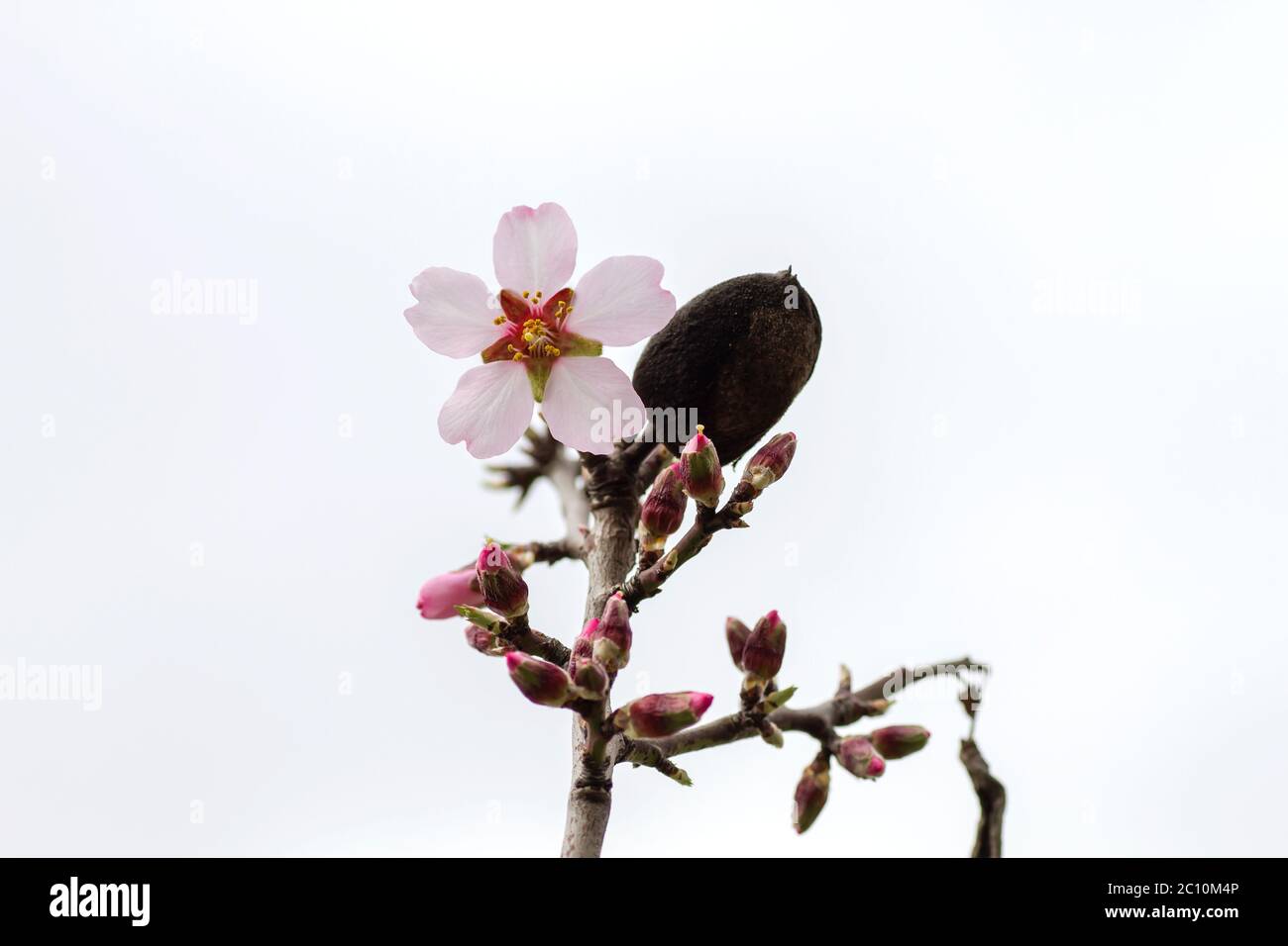 Detail of blossoming prunus dulcis pink flowwers and drupe Stock Photo