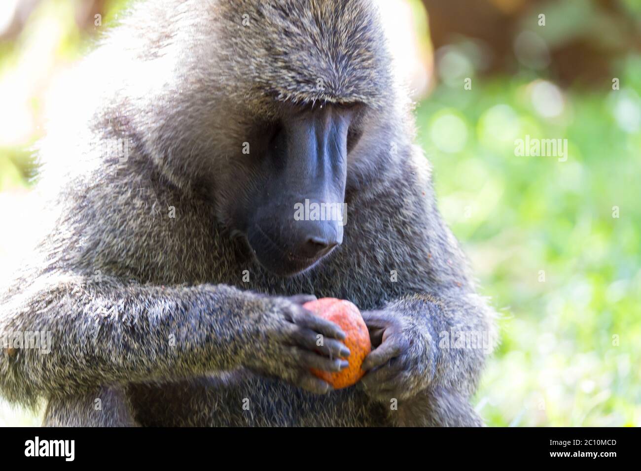 One big monkey plays with an apple Stock Photo
