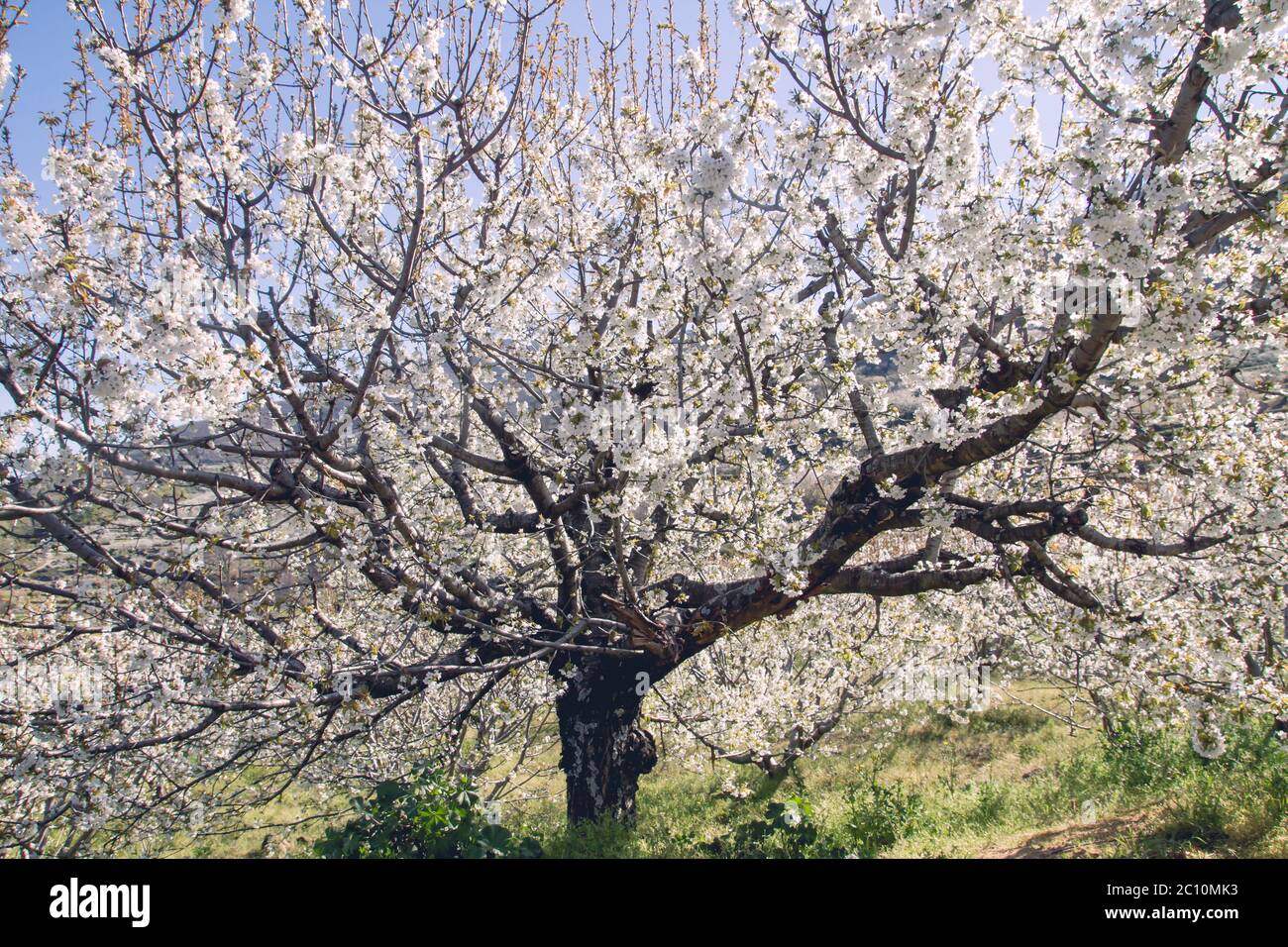 Blooming cherry trees in valley hi-res stock photography and images - Alamy