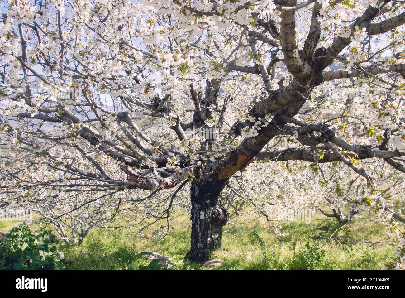 Cherry blossoms in jerte hi-res stock photography and images - Alamy