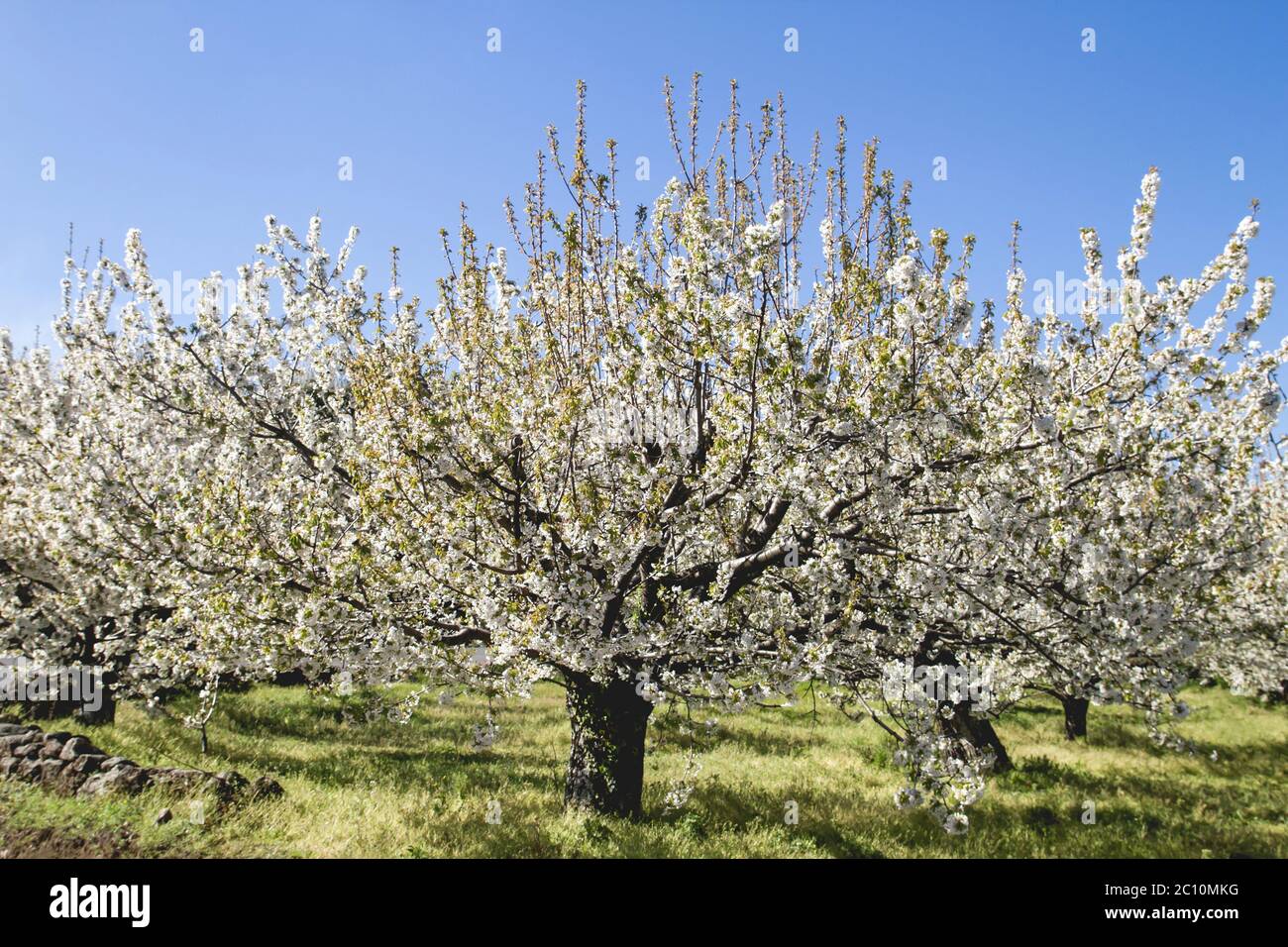 Cherry blossom in the jerte valley hi-res stock photography and images ...
