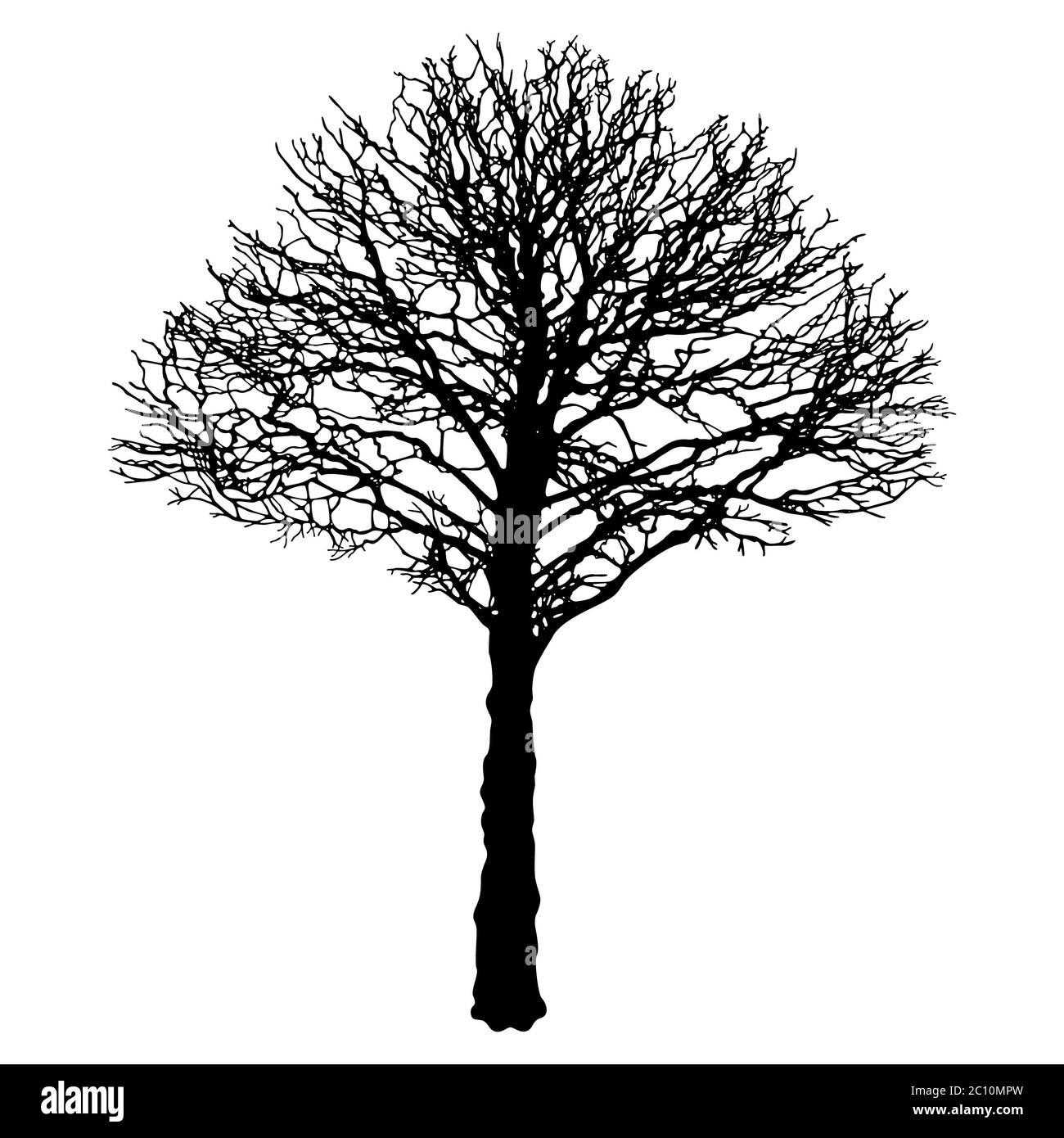 Vector image of black urban tree contour - linden Tilia cordata Stock Photo