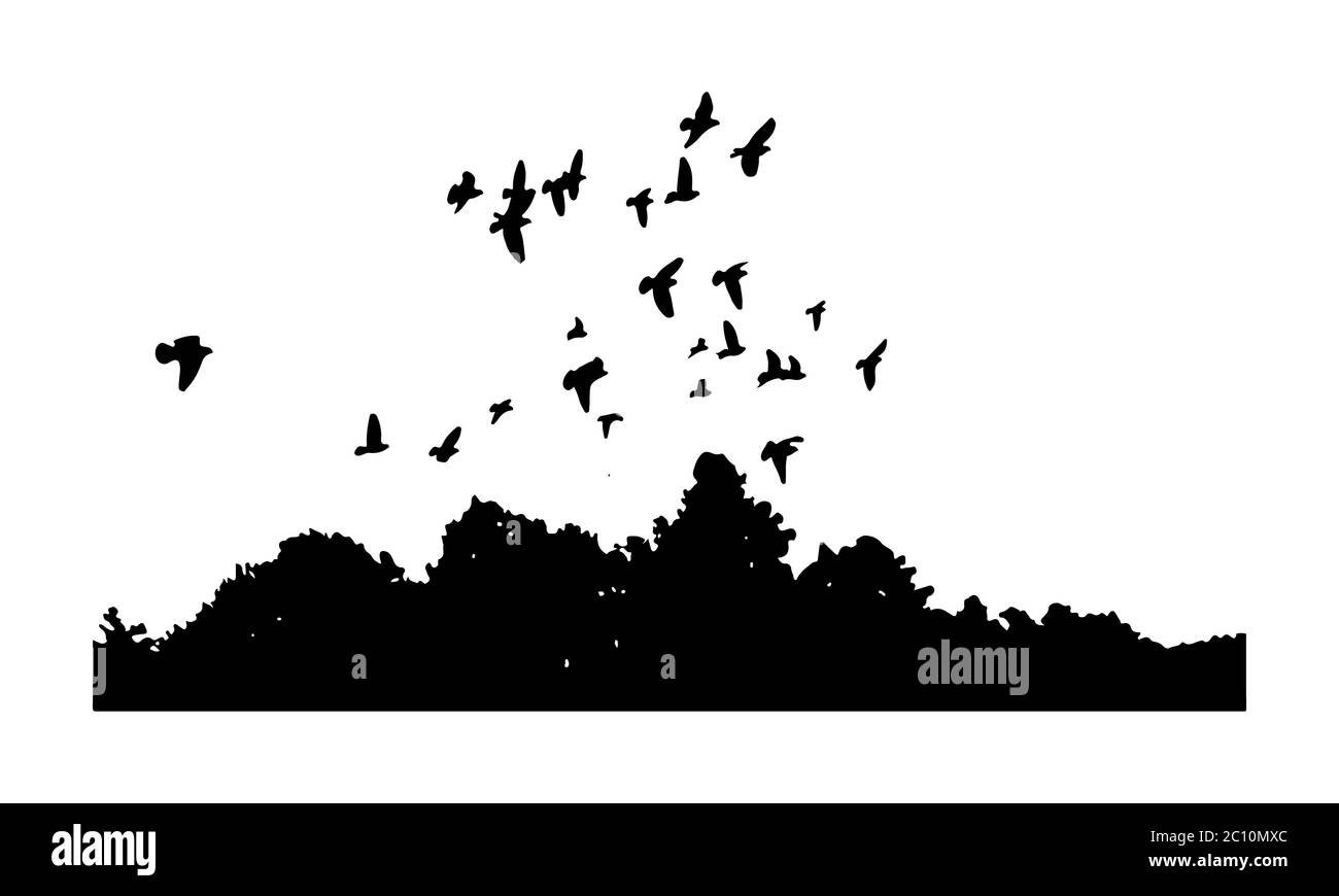 black silhouettes of a flock doves Columba livia flying ove Stock Photo