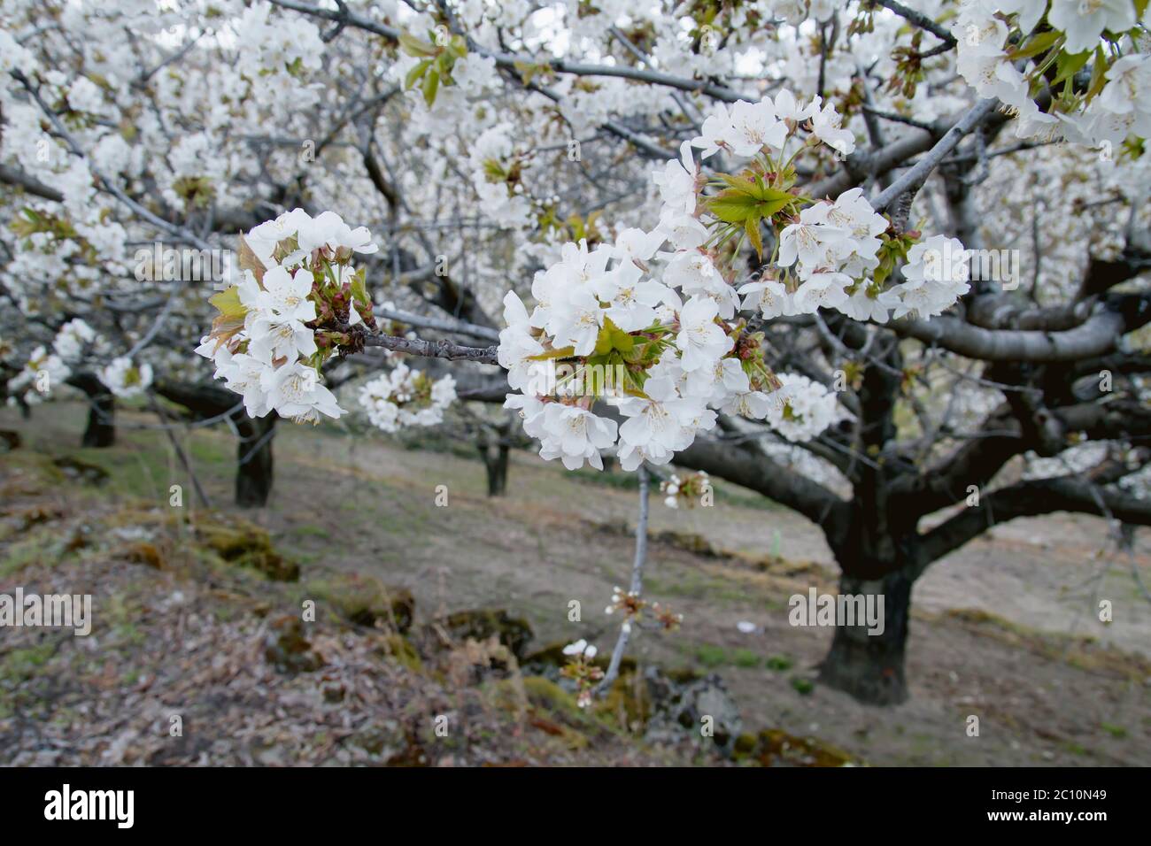 Cherry blossom in the jerte valley hi-res stock photography and images ...