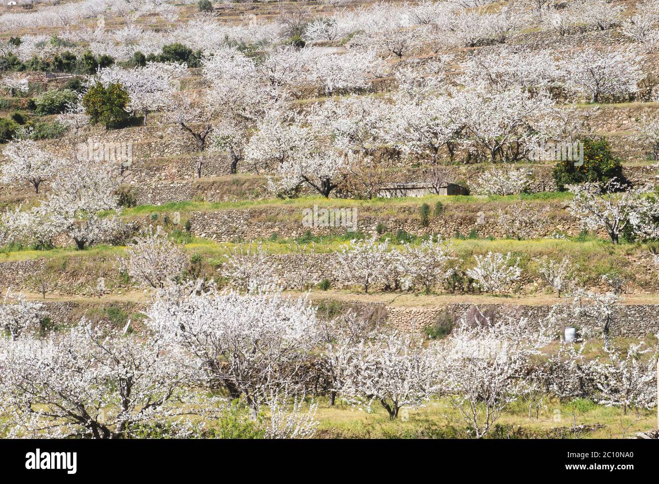 Springtime cherry blossoms in Valle del Jerte, Extremadura, Spain Stock Photo