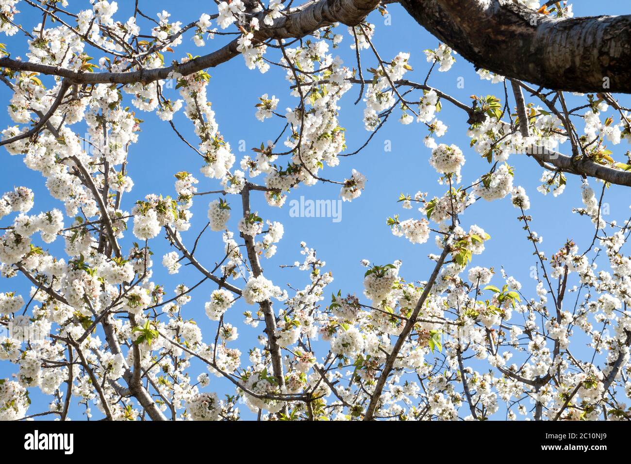 Cherry trees white flowers blooming in spring Stock Photo