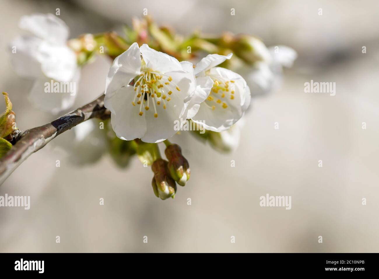 Detail of cherry tree white flowers blooming Stock Photo Alamy