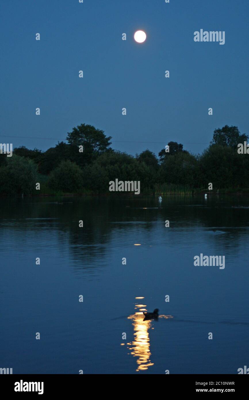 Duck swimming over still hi-res stock photography and images - Alamy
