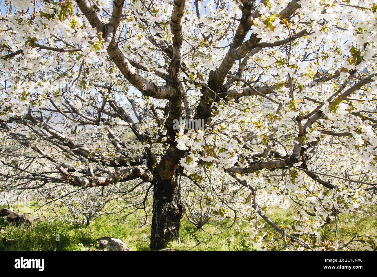 Blooming cherry trees in valley hi-res stock photography and images - Alamy