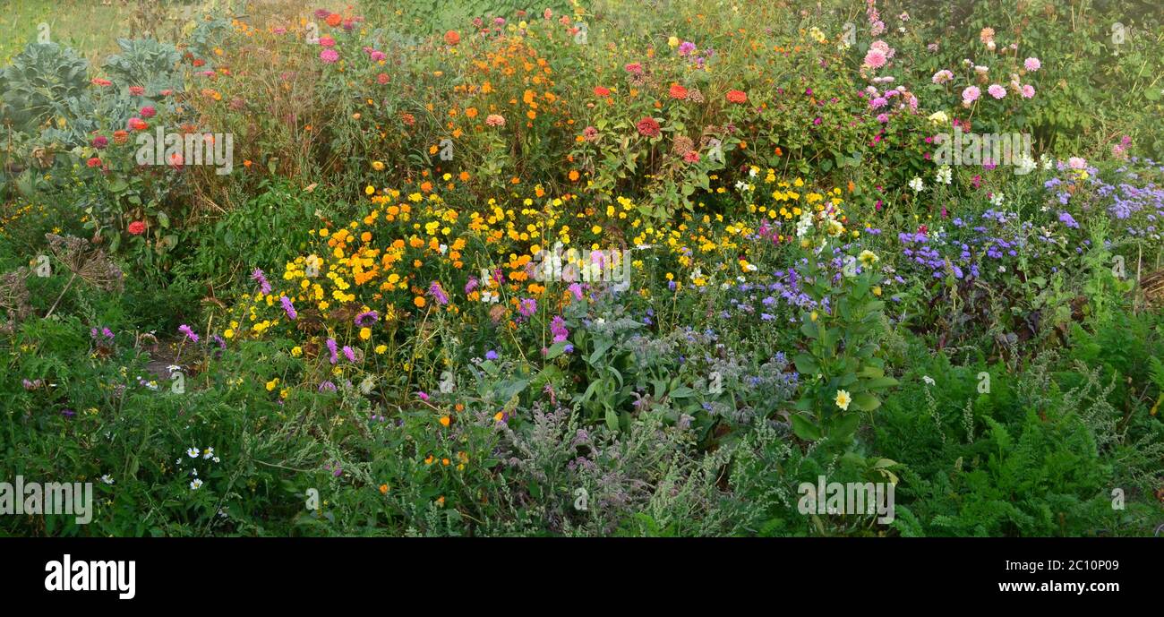 Flowers in fall garden. Blossom in autumn or summer garden. Flowers in ...