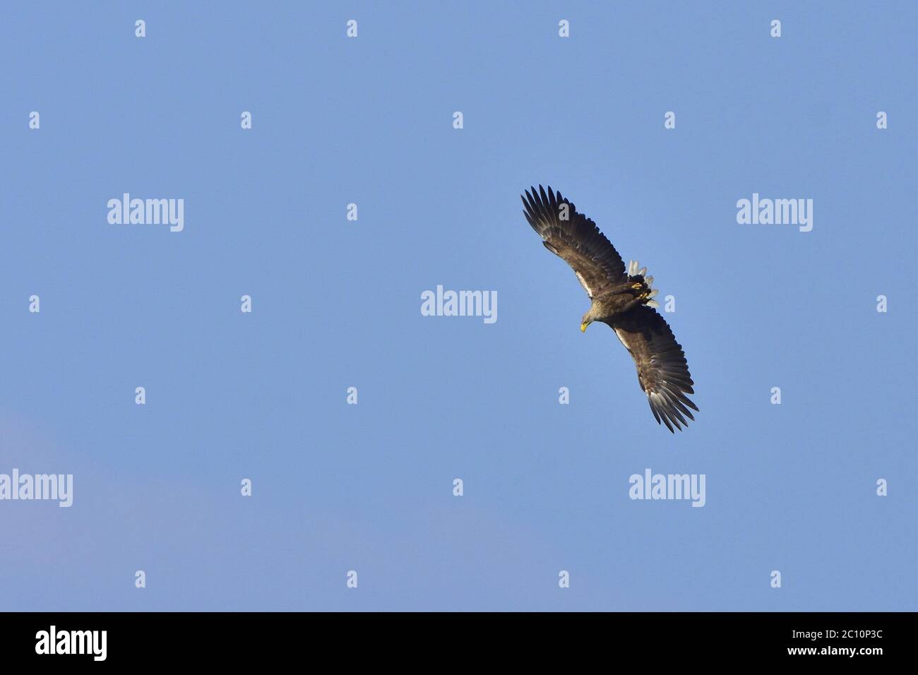 White-tailed eagle Hunting Stock Photo