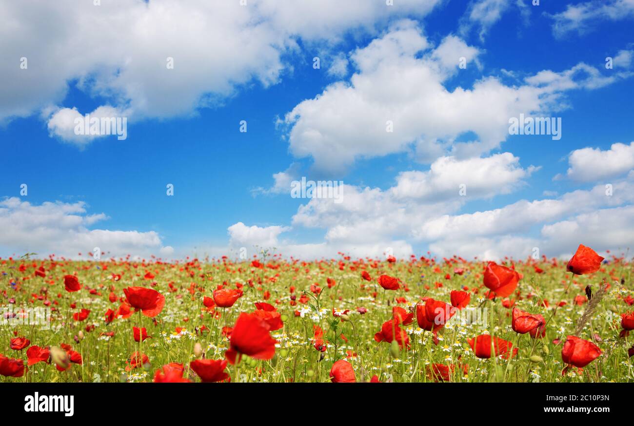 Wild poppy flowers on blue sky background Stock Photo - Alamy