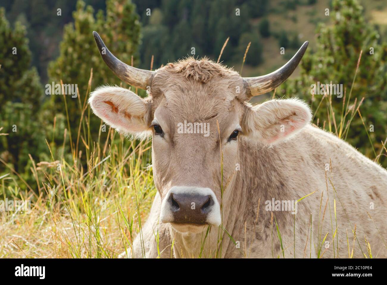 Cattle breeding in the mountains Stock Photo