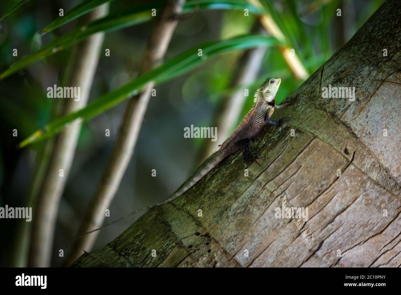 Small lizard on a palm tree Stock Photo