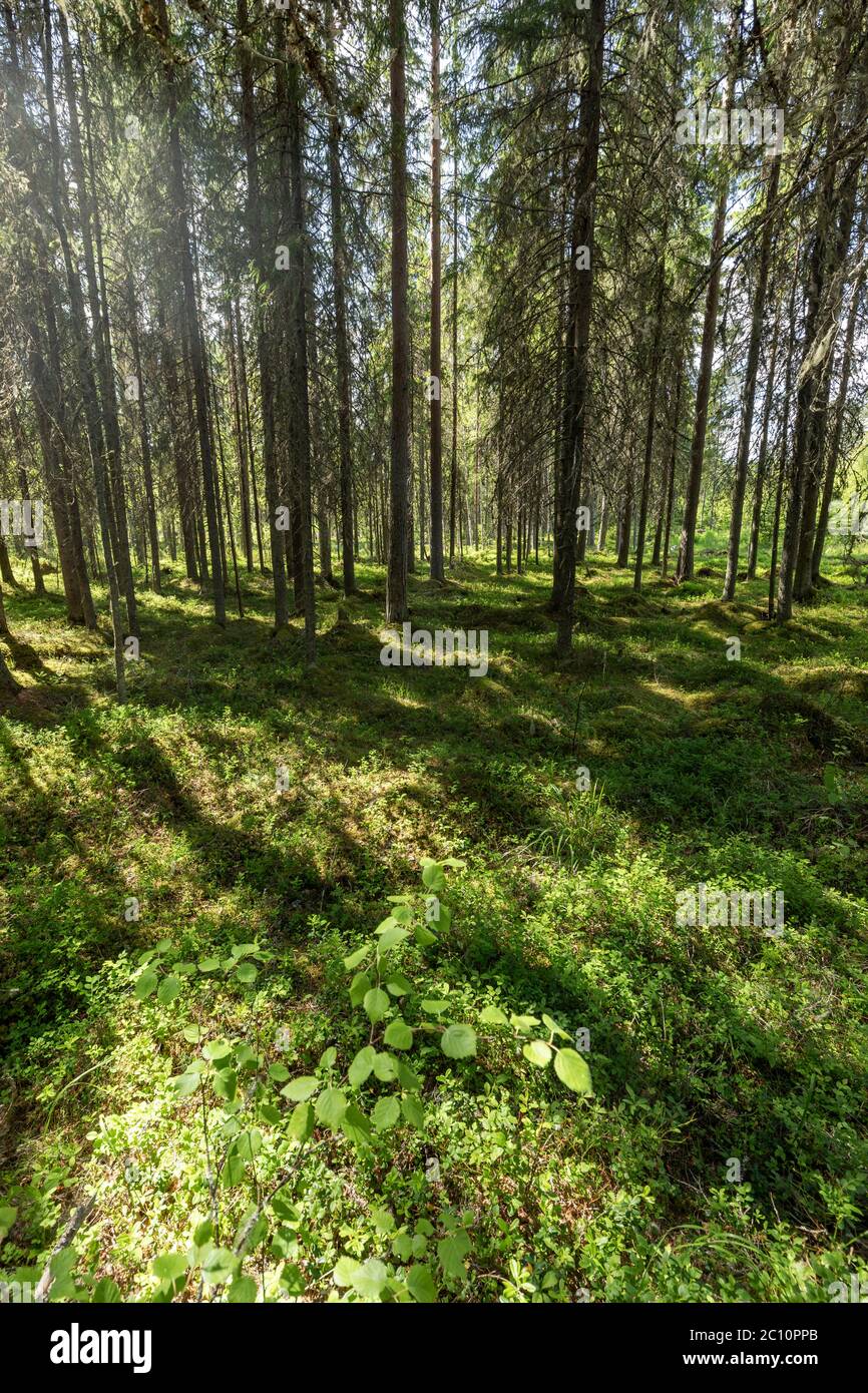 View of moss covered ground at European spruce taiga forest ( Picea Abies )  at Summer, Finland Stock Photo - Alamy