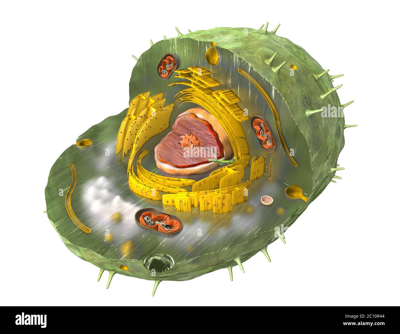 Scientifically correct 3d illustration of the internal structure of a human cell, cut-away Stock Photo