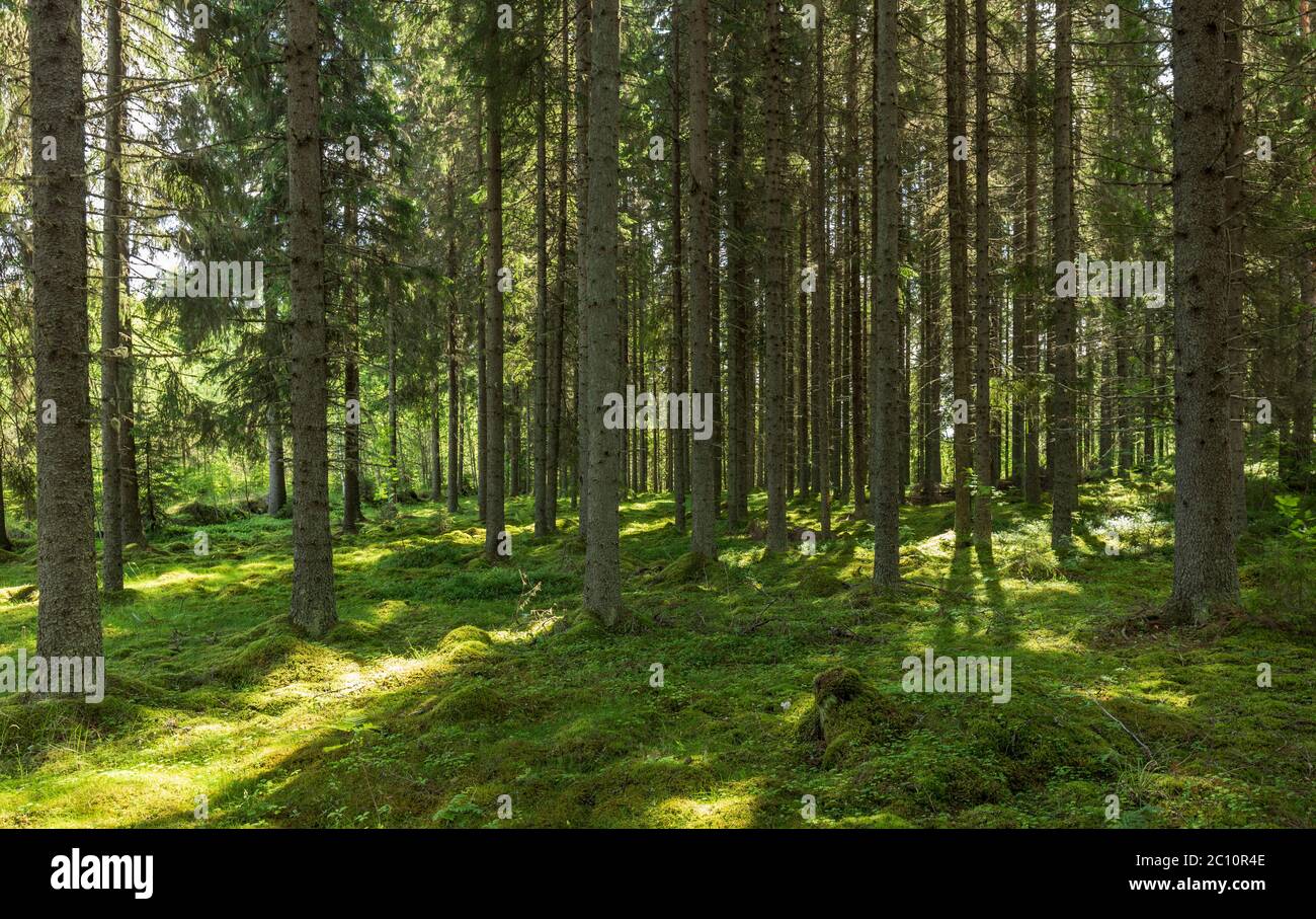 View of moss covered ground at European spruce taiga forest ( Picea Abies ) at Summer, Finland Stock Photo
