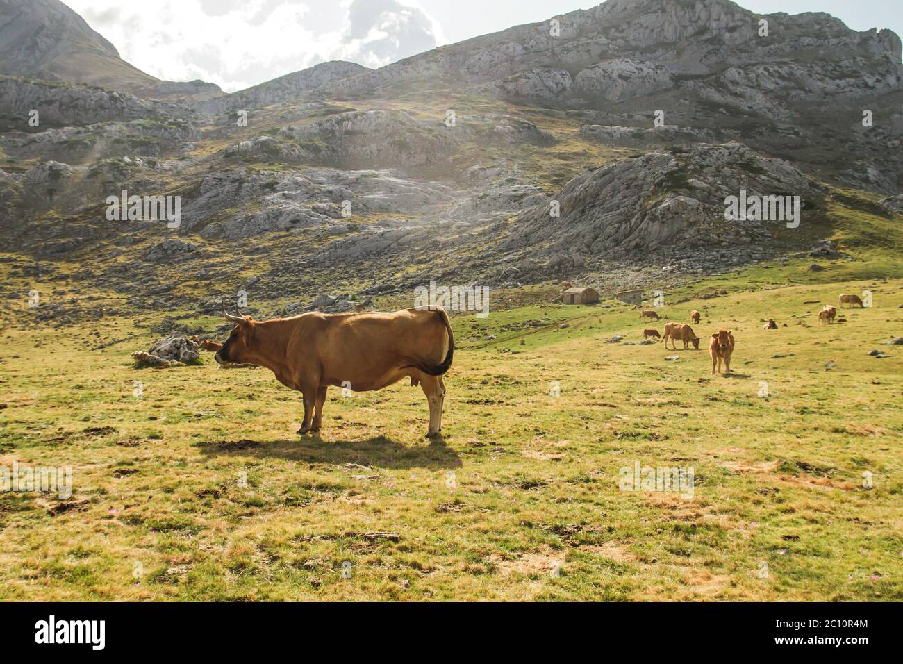 Cows grazing in the mountains Stock Photo