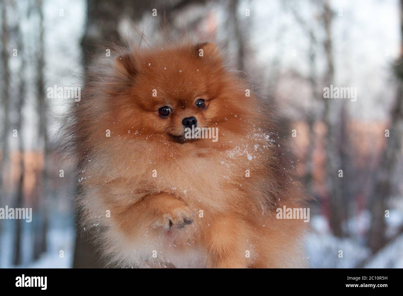 Beautiful pomeranian puppy is playing on a white snow. Pet animals