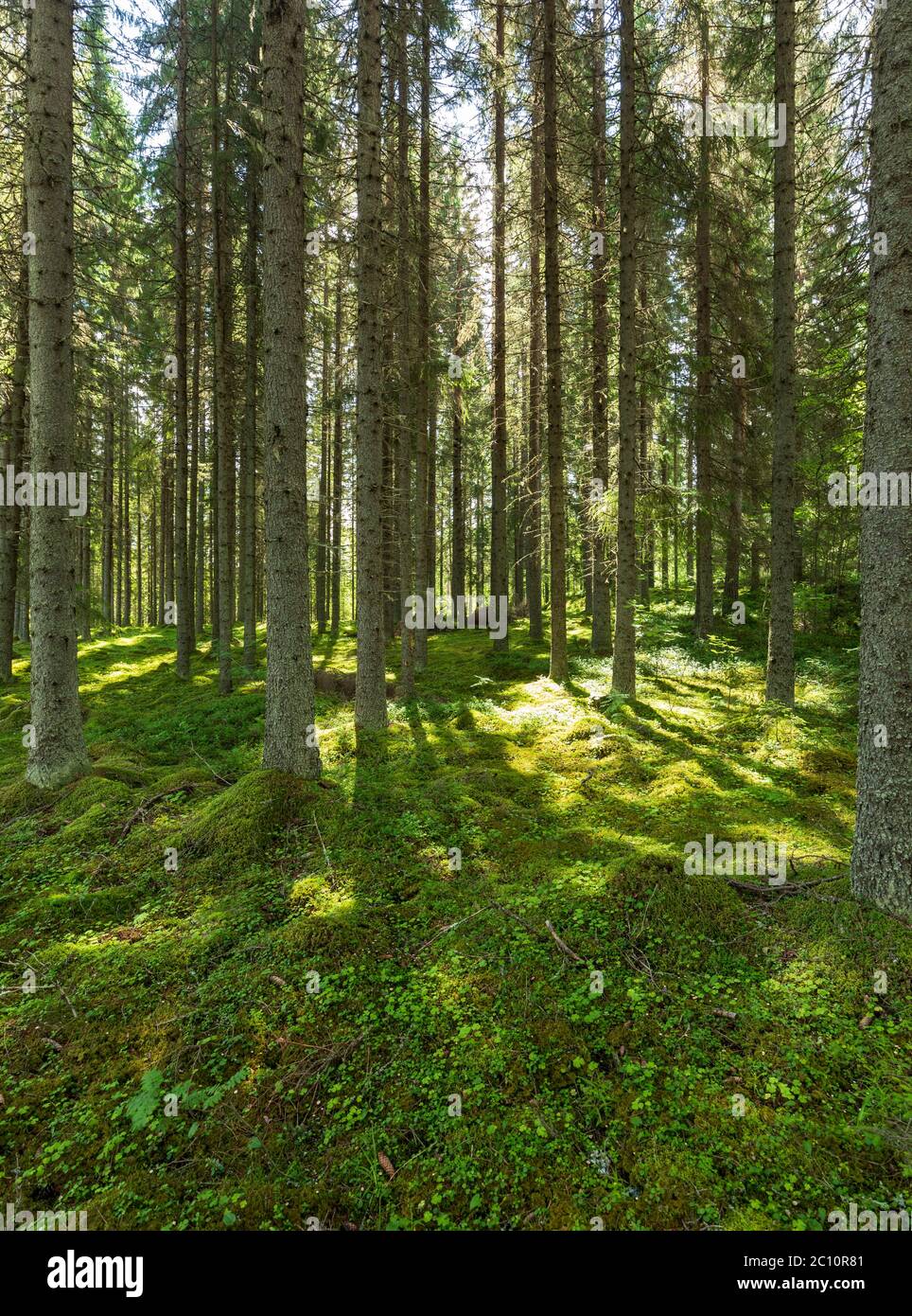 View of moss covered ground at European spruce taiga forest ( Picea Abies ) at Summer, Finland Stock Photo