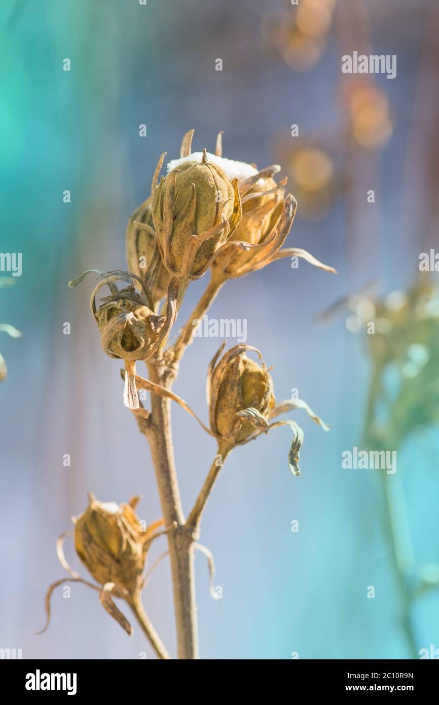 Hibiscus with seeds. How to collect Hibiscus flower seeds Stock Photo