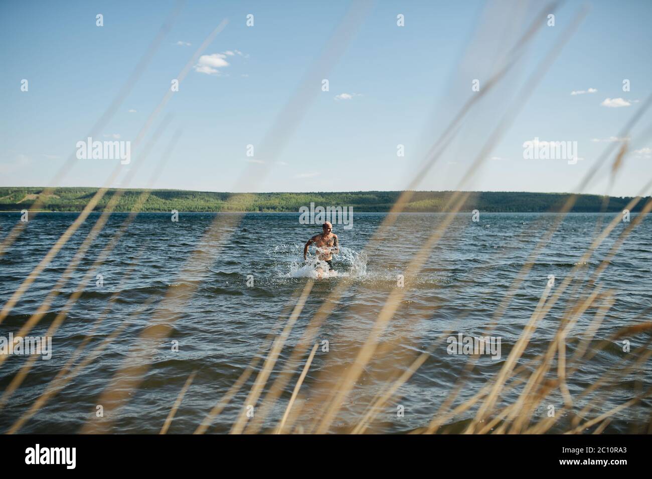 Man running in lake water towards the shore. Shot thrugh dry grass spikes Stock Photo