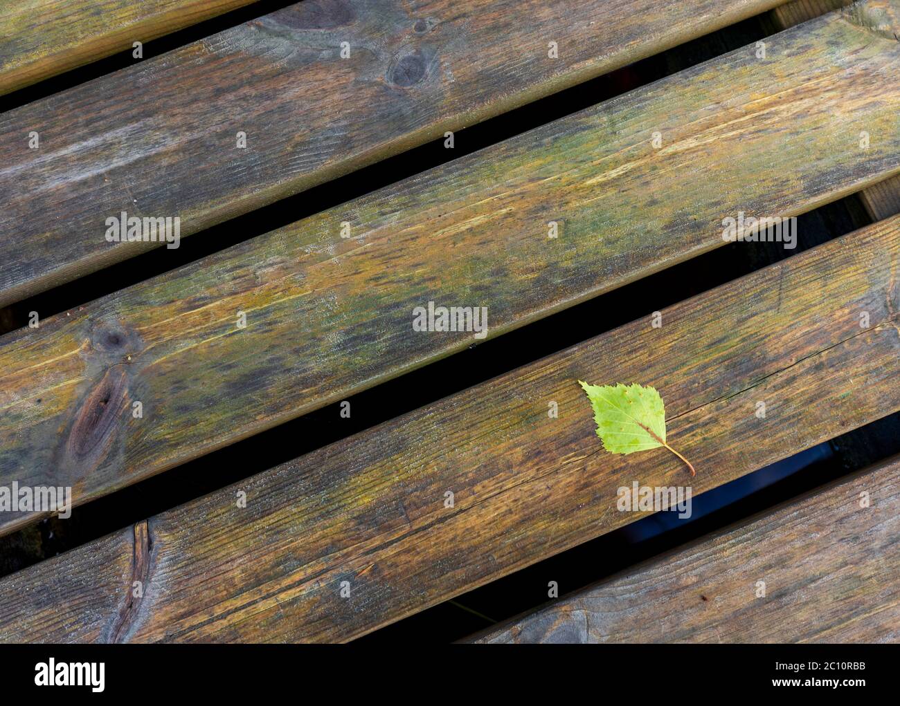 Closeup of one fallen green birch leaf on deep green wet wooden boardwalk Stock Photo