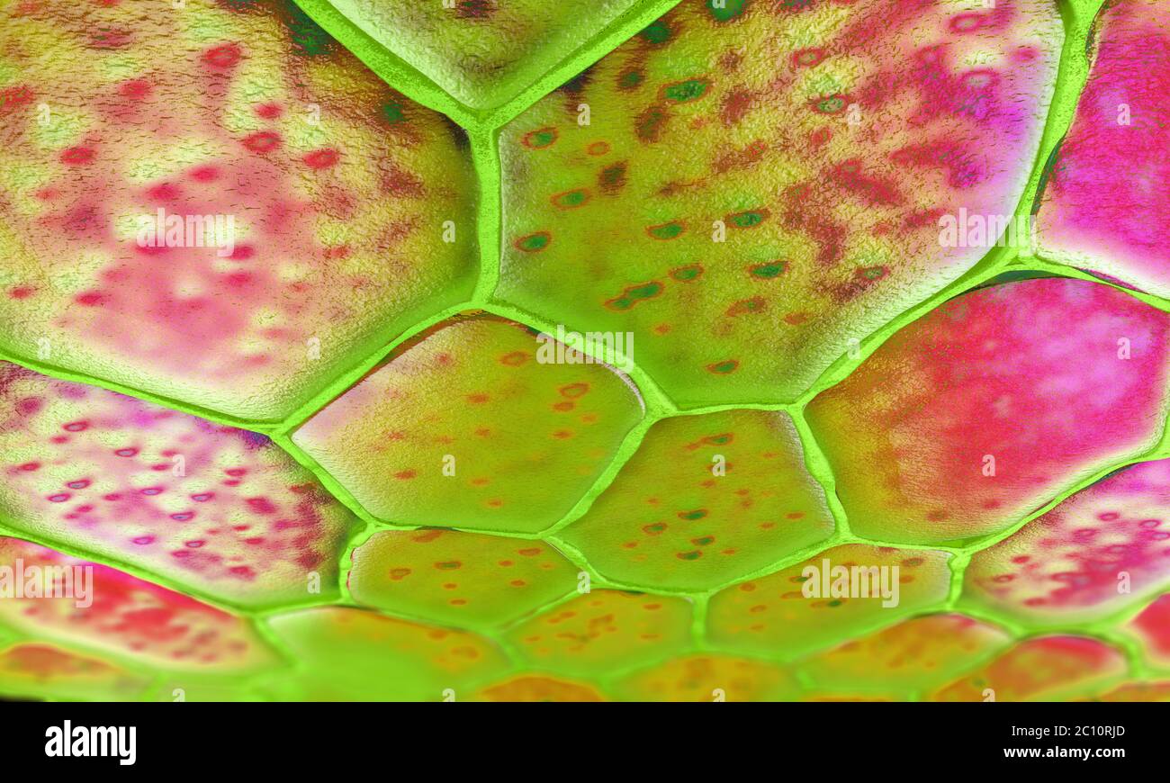 Pattern of plant cells with nucleus and membrane - 3d illustration Stock Photo