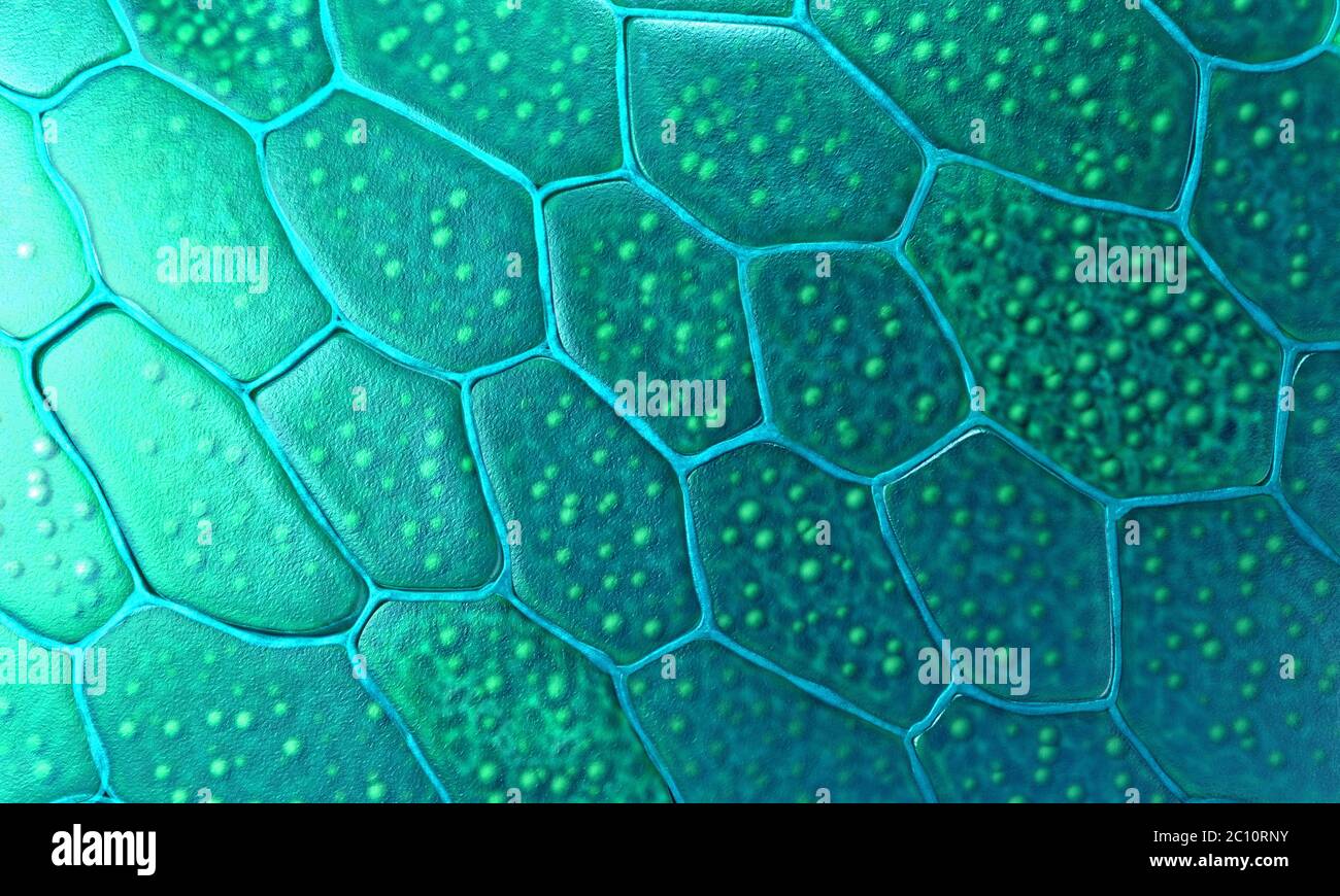 Pattern of plant cells with nucleus and membrane - 3d illustration Stock Photo