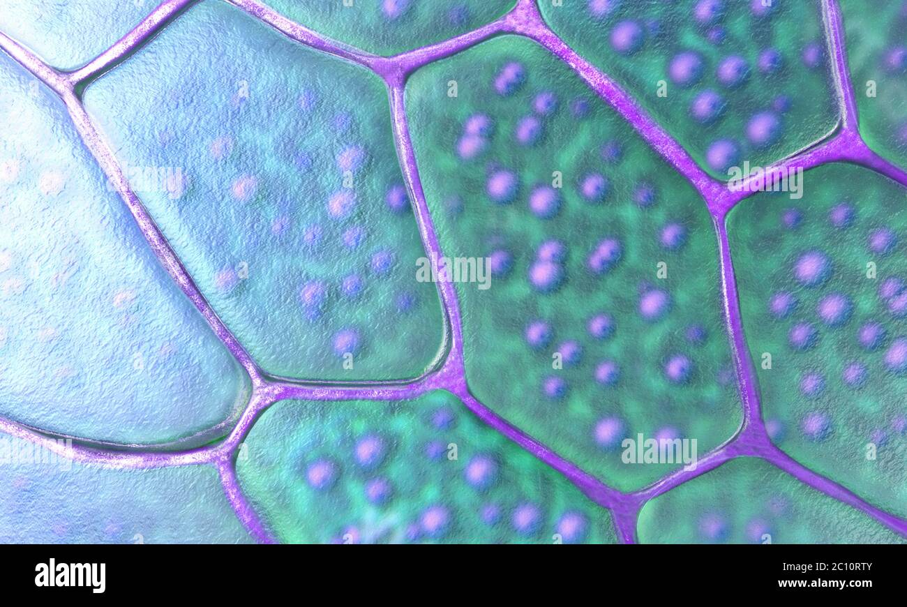 Pattern of plant cells with nucleus and membrane - 3d illustration Stock Photo