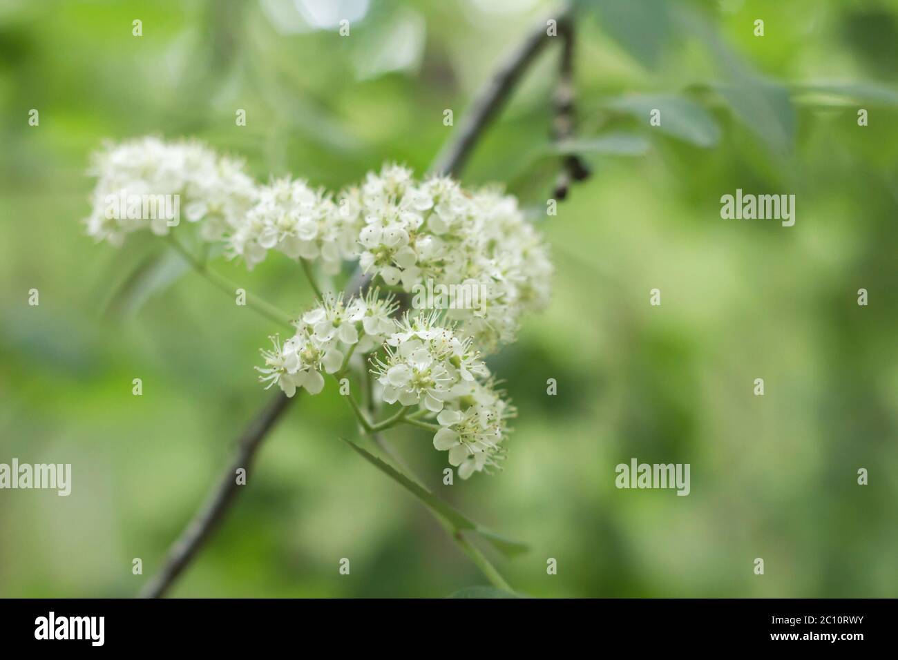 European black elder tree blooming in springtime Stock Photo - Alamy