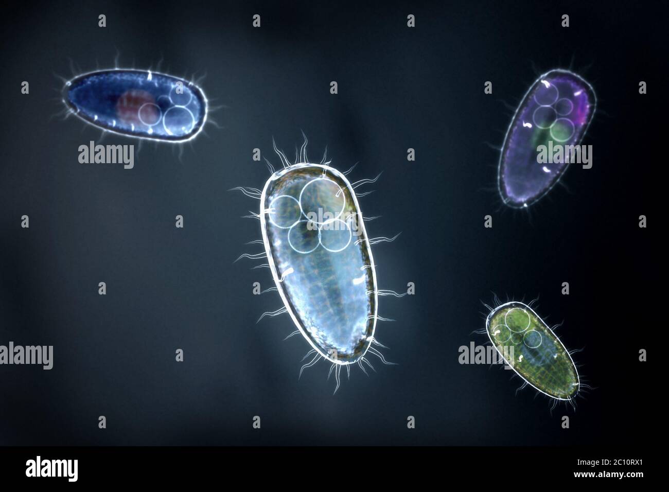 Four transparent and colorful protozoons or unicellular organism on an dark blue background. Stock Photo