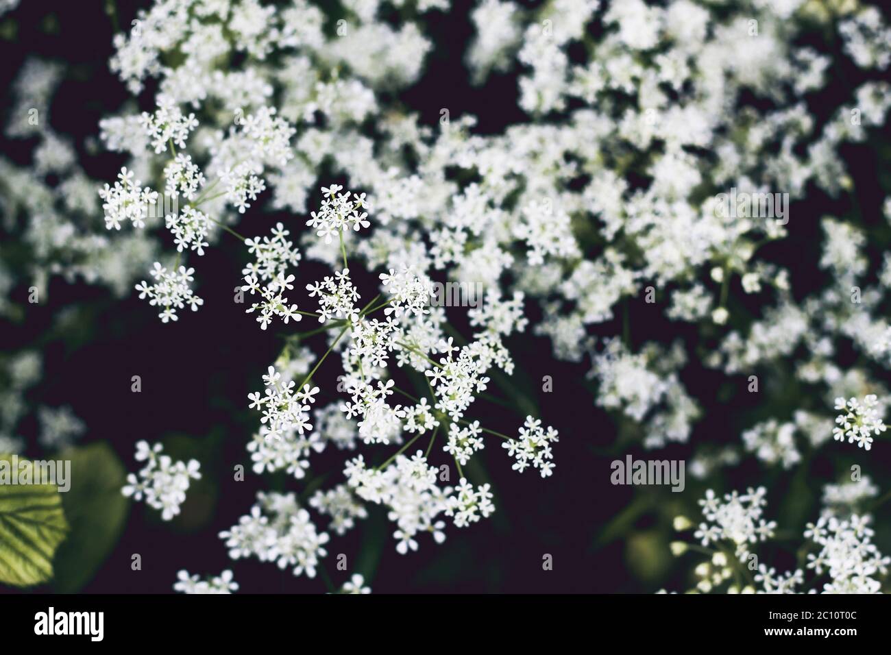 Hemlock white springtime flowers blooming Stock Photo