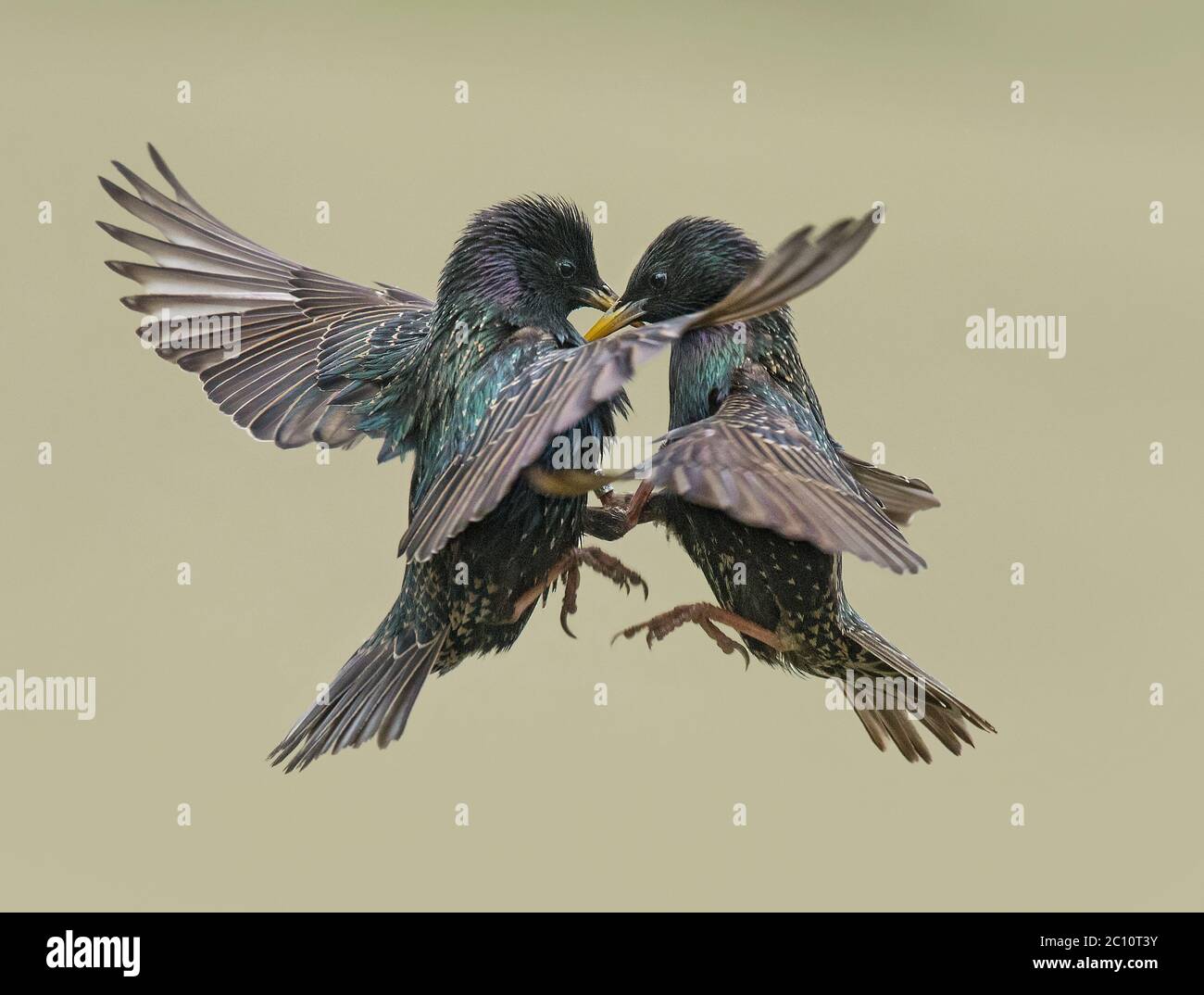 Pair of Starlings, Sturnus vulgaris, quarreling, Lancashire, UK Stock Photo