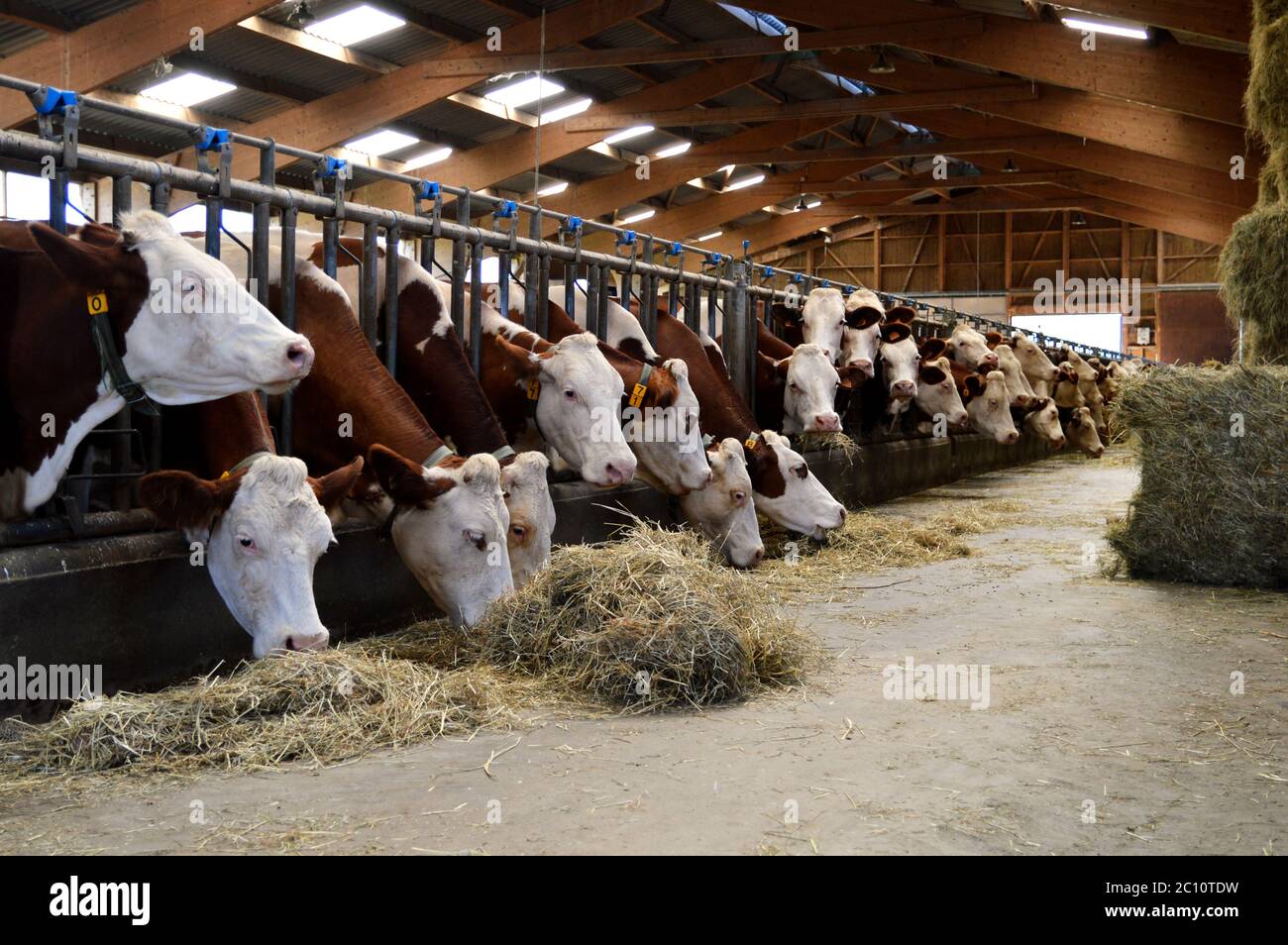 Dairy cows in stables, who eat hay. For the production of dairy products. Stock Photo