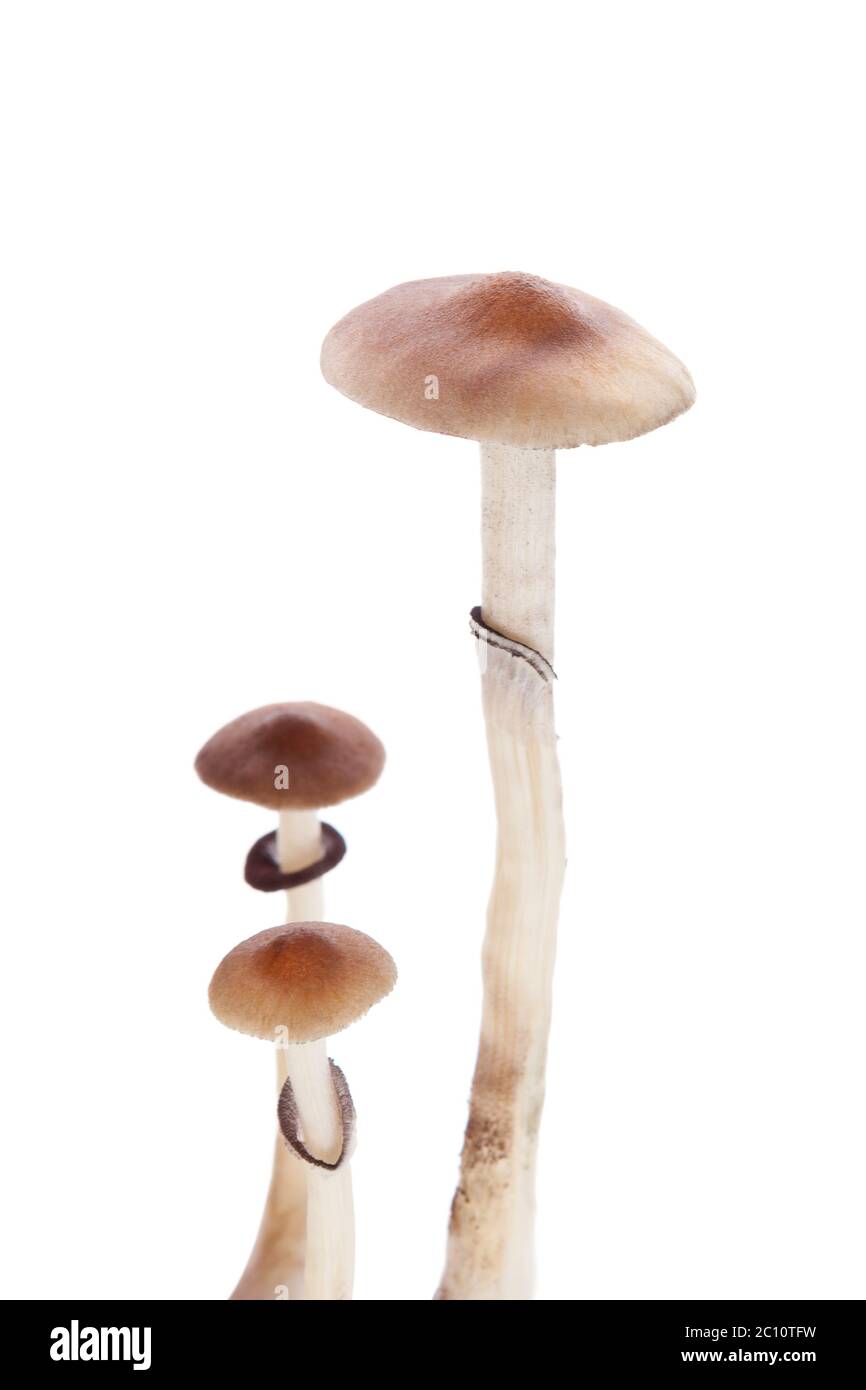 Psychedelic Magic mushrooms. Stock Photo