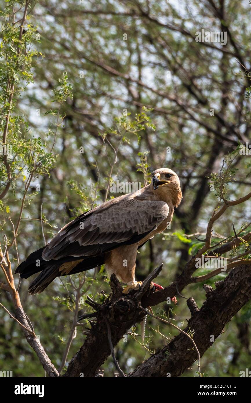 Tawny eagle or Aquila rapax feasting on Spiny tailed lizard or Uromastyx kill in his claws perched on branch of tree at tal chhapar sanctuary india Stock Photo