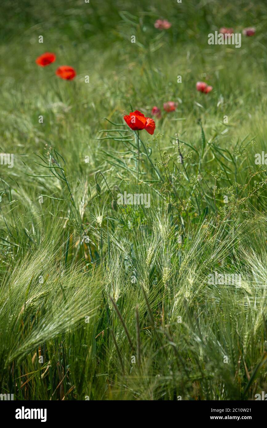 Beautiful green wheat as farm landscape with red poppy flowers Stock ...