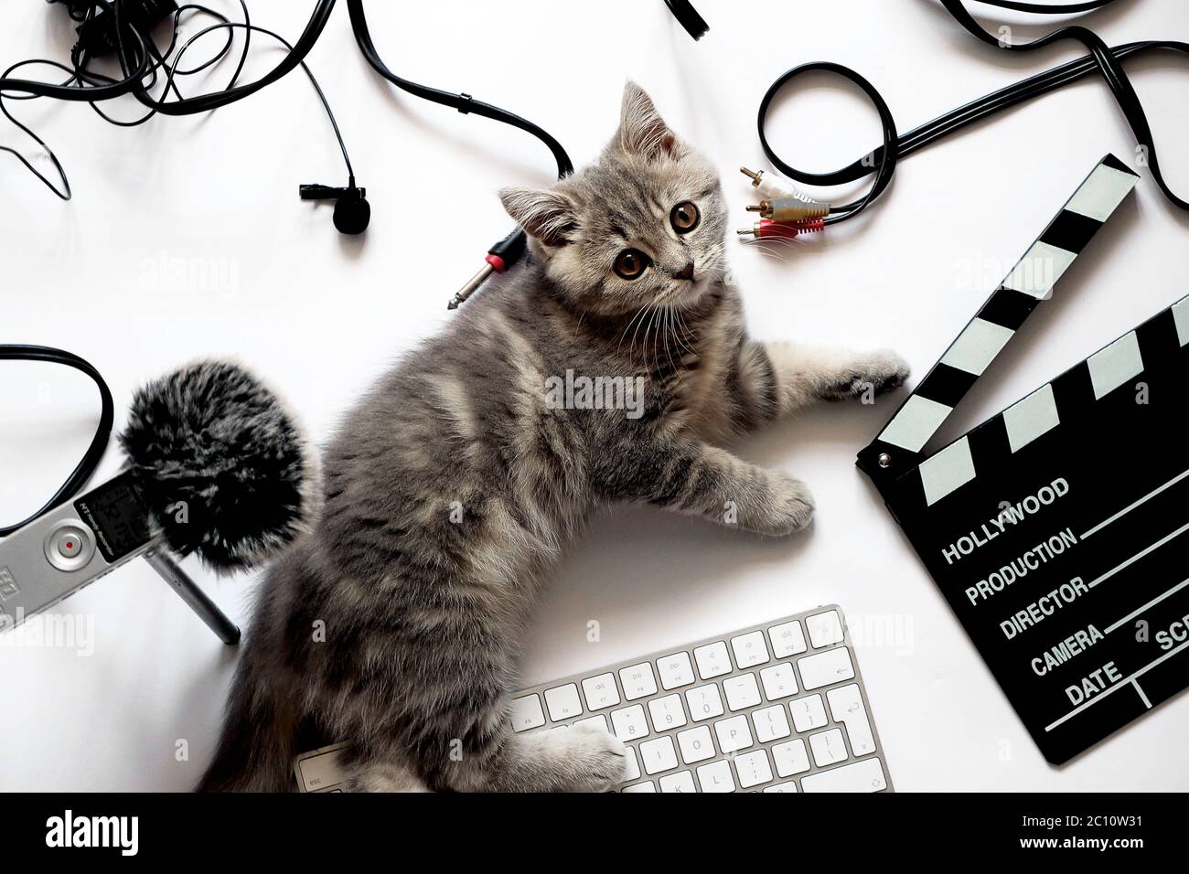 Cat in recording studio close up. The cat lies in the workplace near the zoom h1 recorder with a dead cat, clapperboard and other cords with cables for sound recording. Photo on a white background close up with a kitten of the Scottish Straight breed Stock Photo