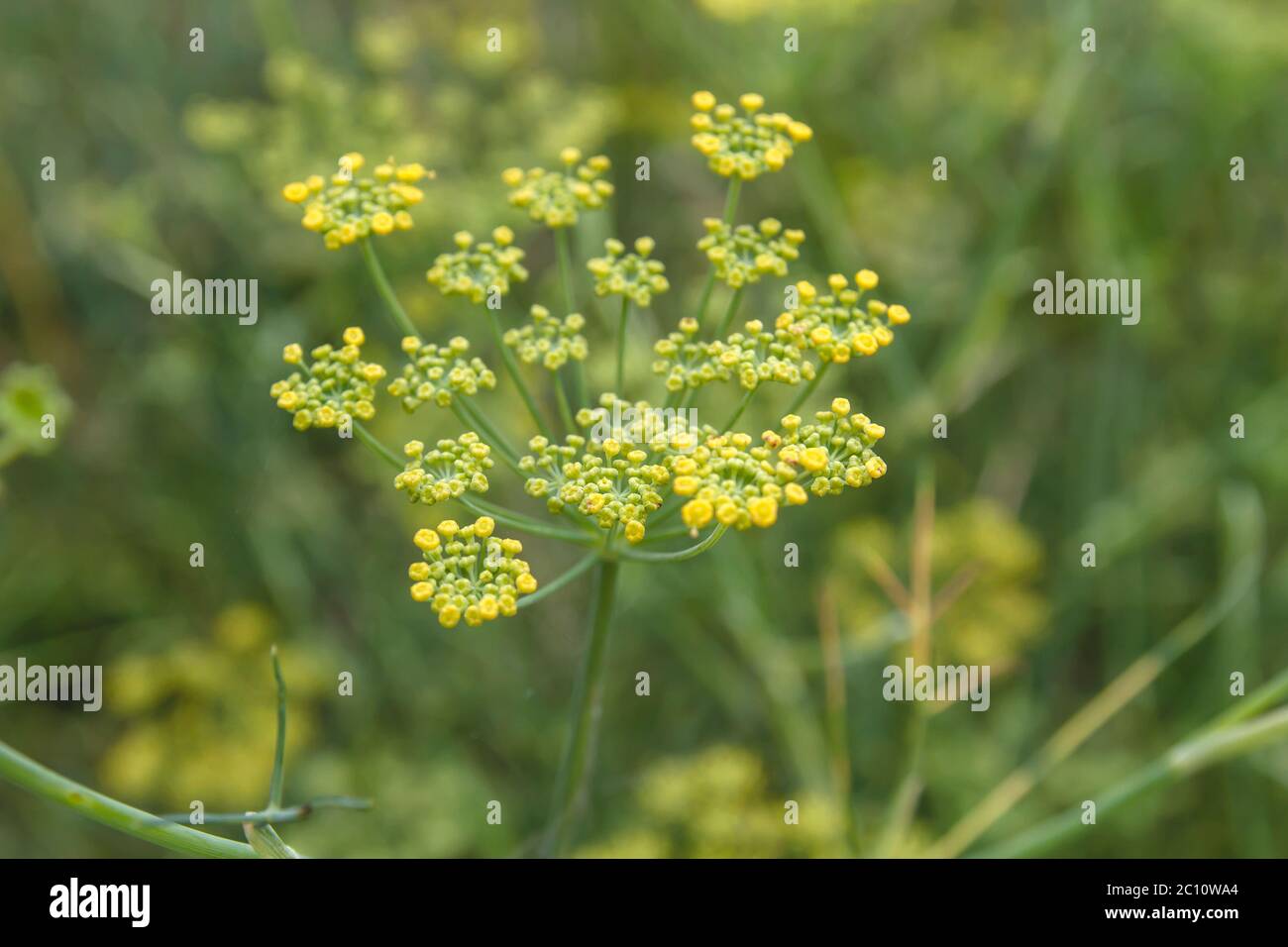 Anise plant yellow flowers blooming Stock Photo