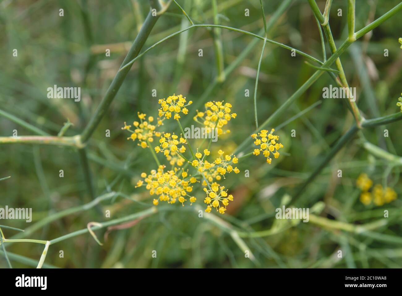 Anise plant yellow flowers blooming Stock Photo