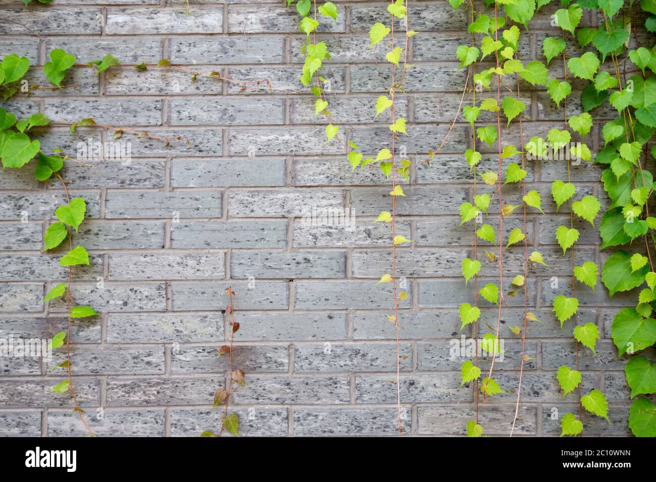 green climbing plant on brick wall Stock Photo Alamy